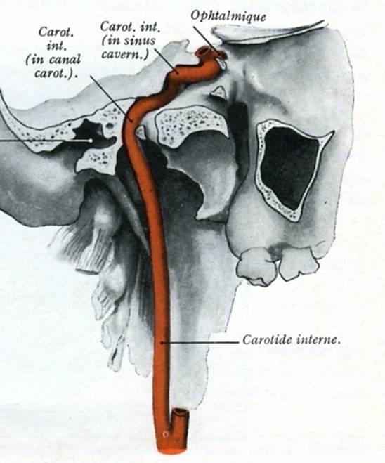 Fig. 7 - Artère carotide interne : son trajet